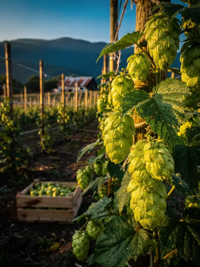 Hopfen in der Region Asheville & North Carolina
