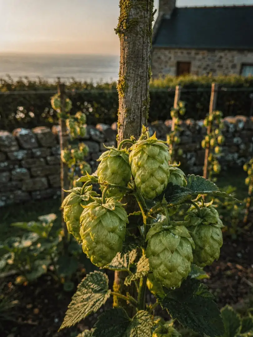 Hopfen in der Region Bretagne