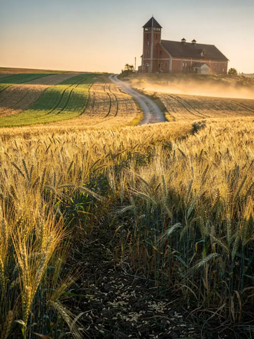 Malt & Grain in the region Budweis & South Bohemia
