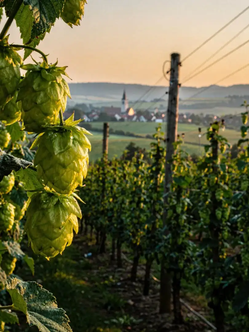 Hopfen in der Region Budweis & Südböhmen