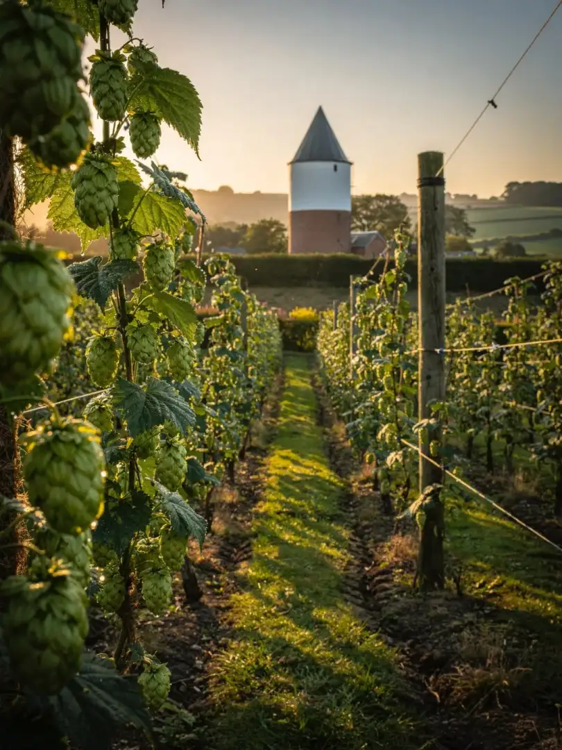 Hopfen in der Region Burton upon Trent