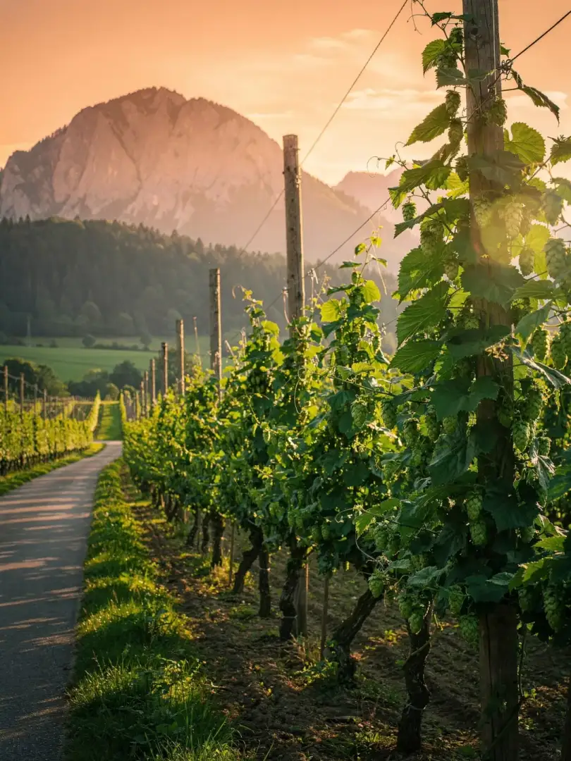 Hops in the region Chiemgau & Rupertiwinkel