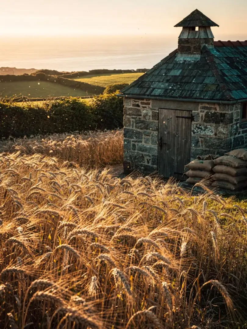 Malz & Getreide in der Region Cornwall & der Südwesten