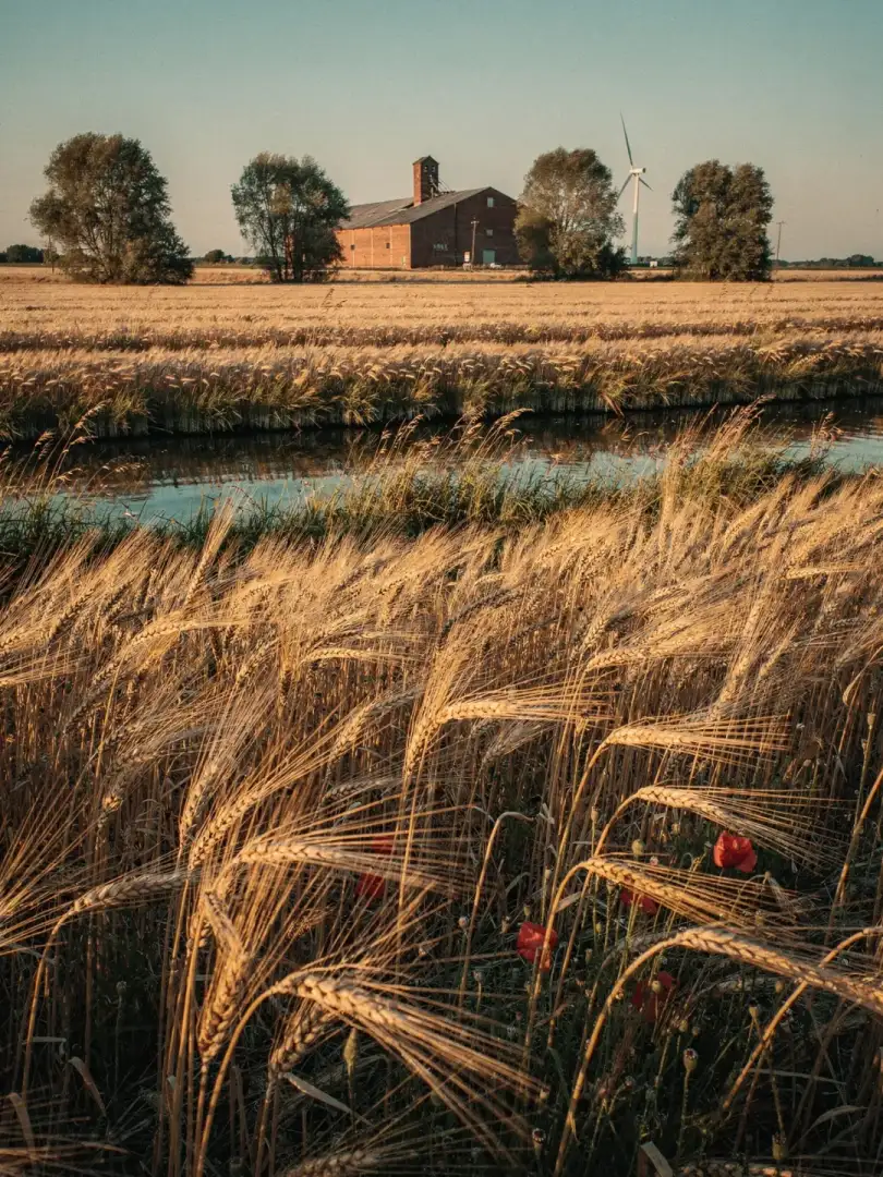 Malz & Getreide in der Region Friesland & Ostfriesland