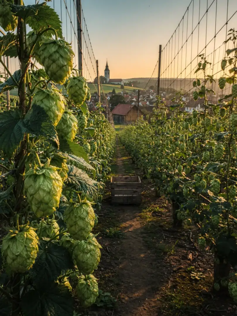 Hopfen in der Region Kulmbach & Bayreuth