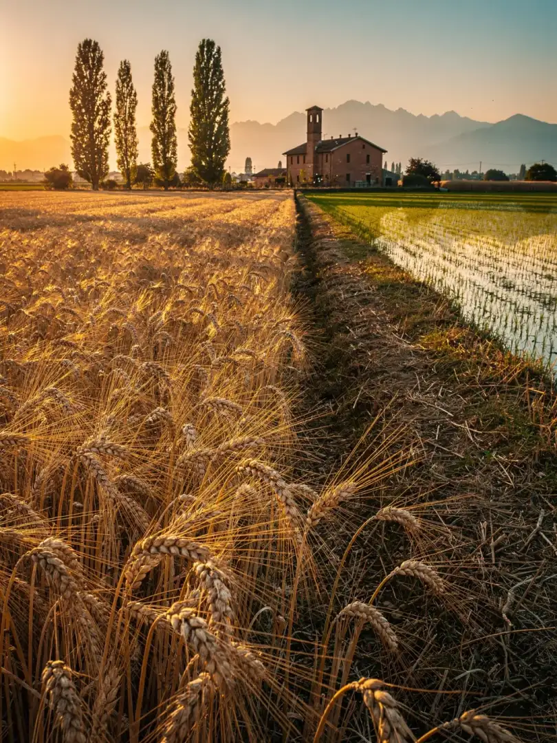 Malz & Getreide in der Region Lombardei