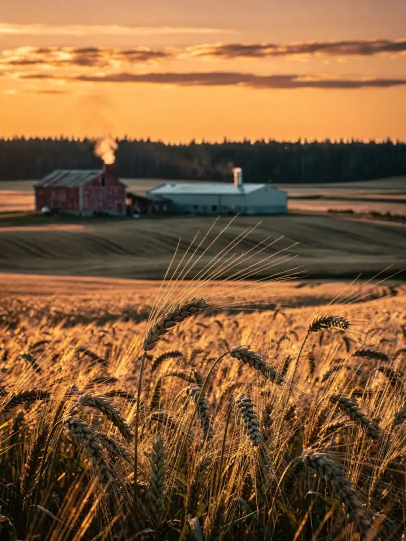 Malt & Grain in the region Maine