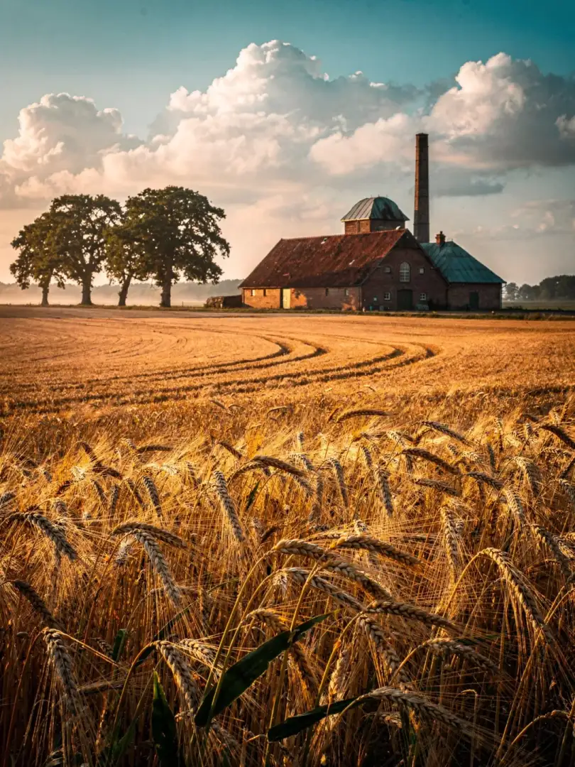 Malz & Getreide in der Region Mecklenburg & Vorpommern