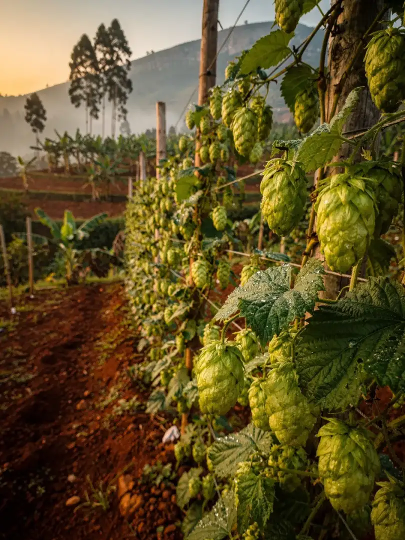 Hops in the region Nairobi & East Africa