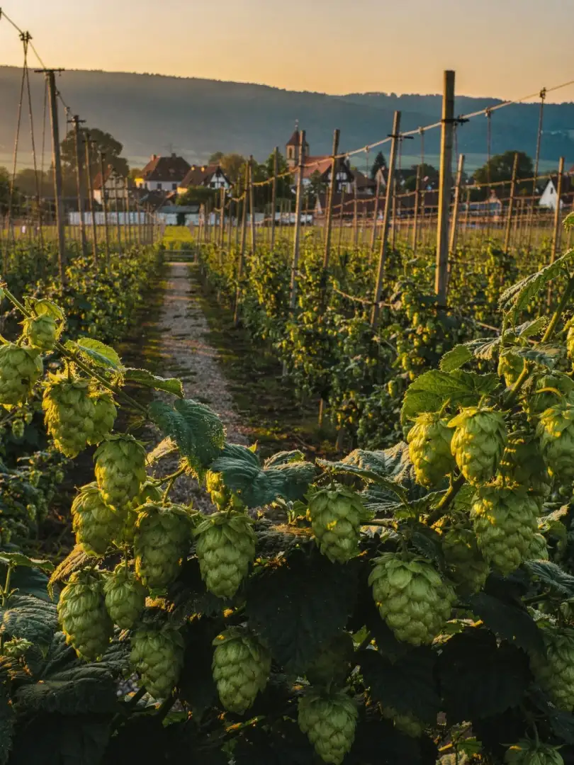 Hopfen in der Region Nord & Pas-de-Calais