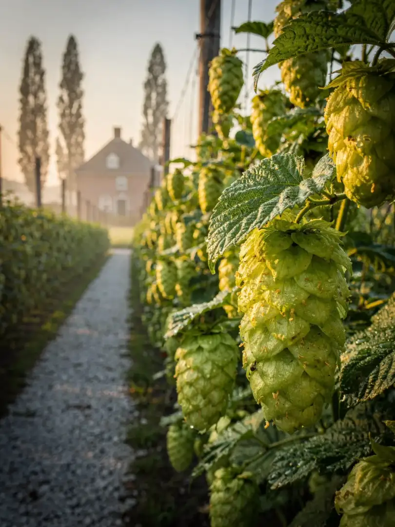 Hops in the region North Brabant
