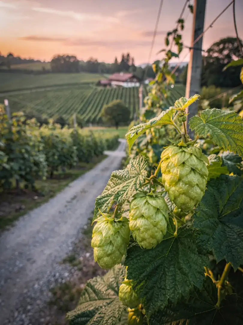 Hops in the region Northwest Switzerland & Basel