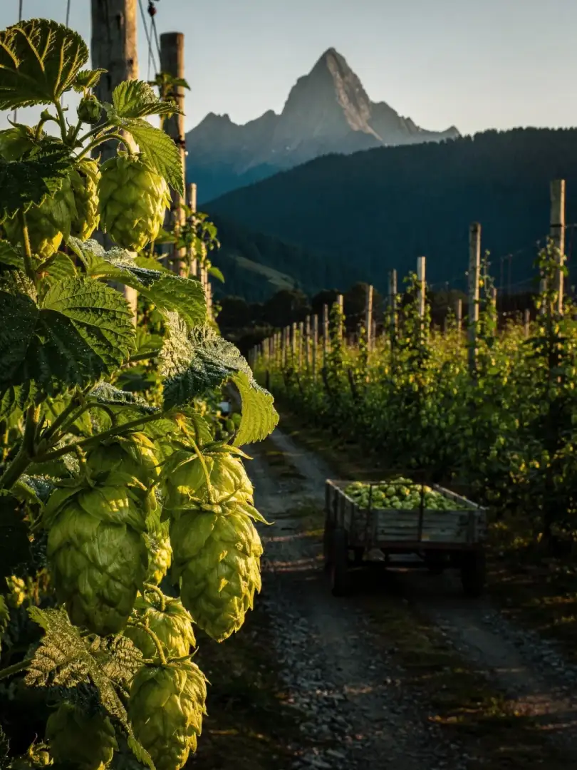 Hopfen in der Region Patagonien & El Bolsón