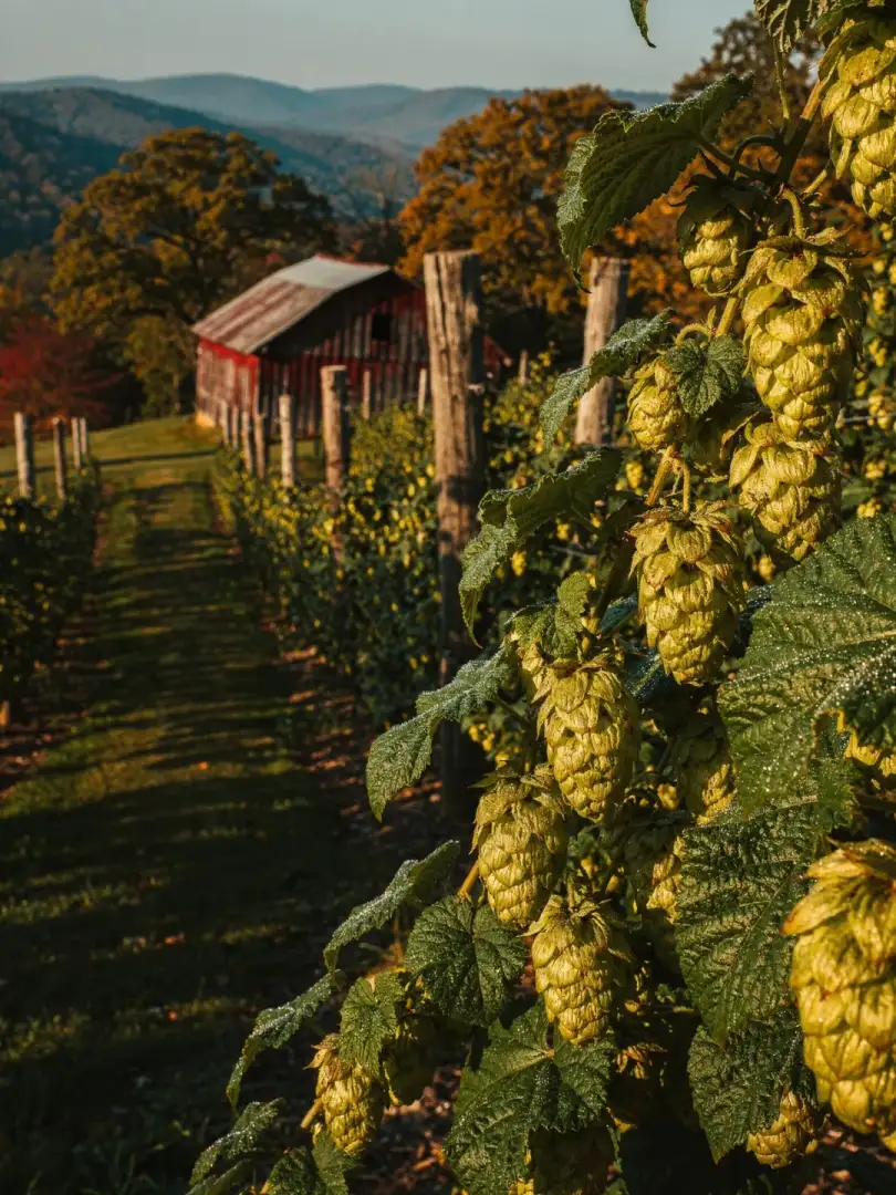 Hops in the region Pennsylvania