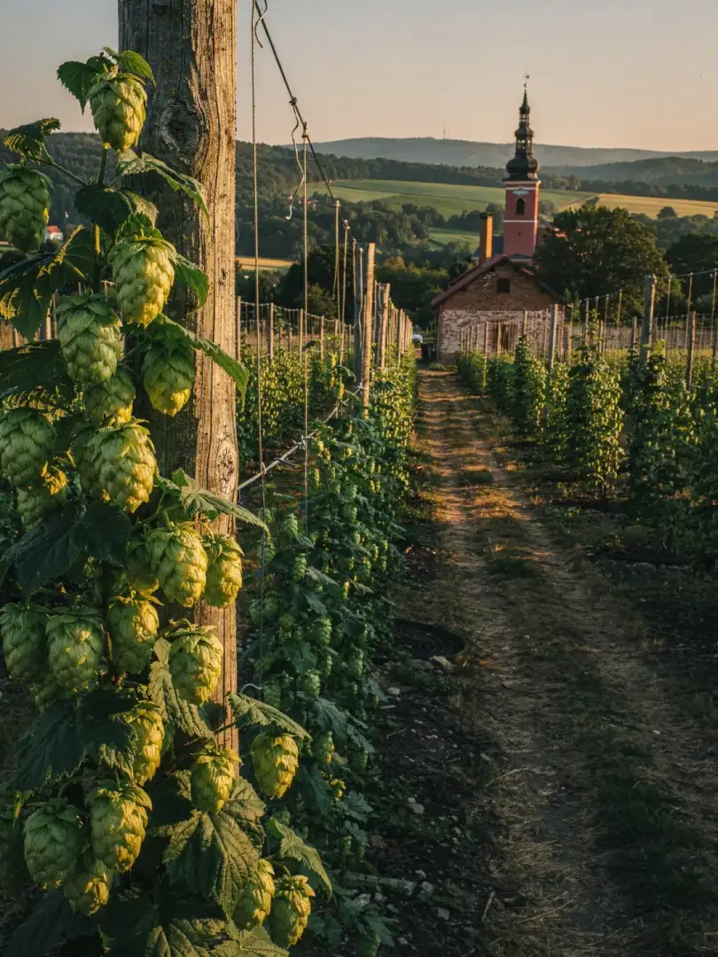 Hopfen in der Region Prag