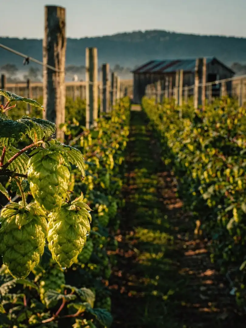 Hops in the region Brisbane & Queensland