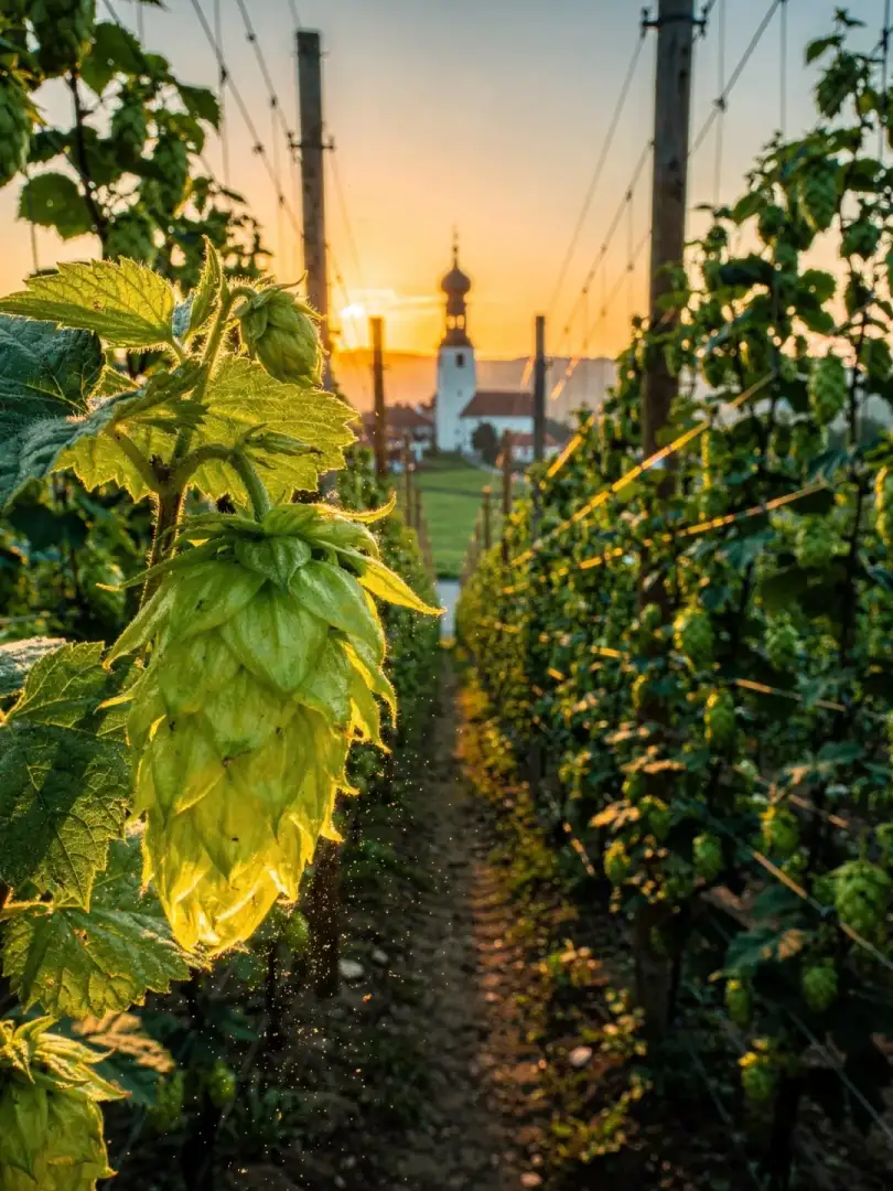 Hopfen in der Region Rosenheim & Inntal