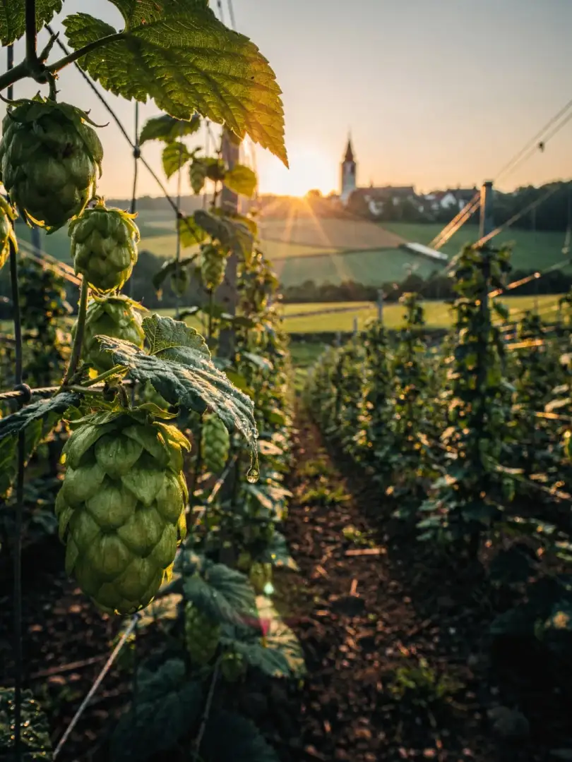 Hopfen in der Region Ruhrgebiet