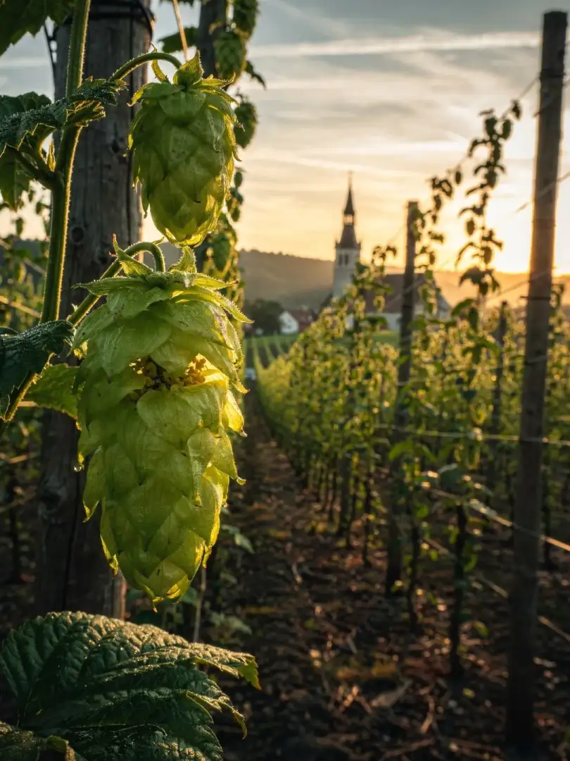 Hopfen in der Region Sauerland & Siegerland