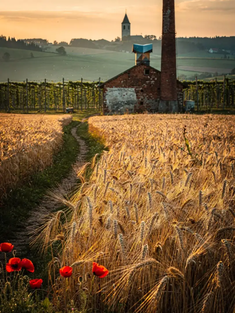 Malt & Grain in the region Spalt & Franconian Lake District