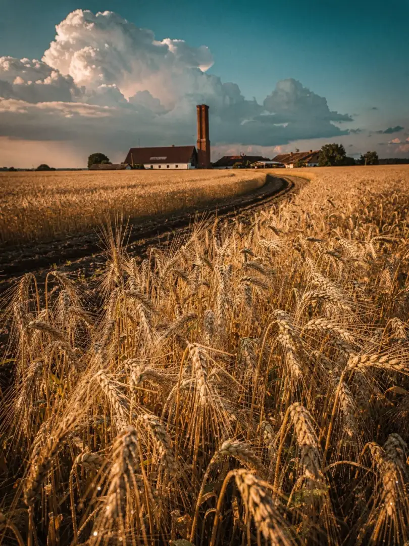 Malz & Getreide in der Region Straubing & Gäuboden