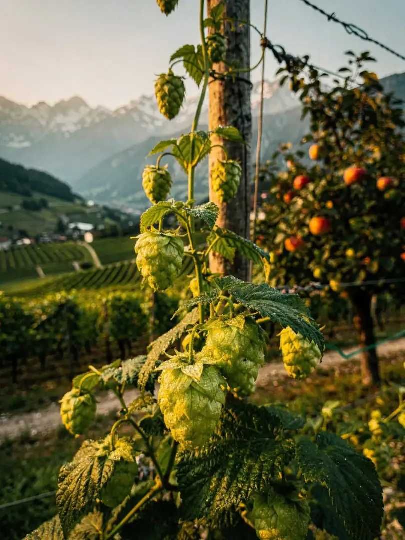 Hops in the region South Tyrol