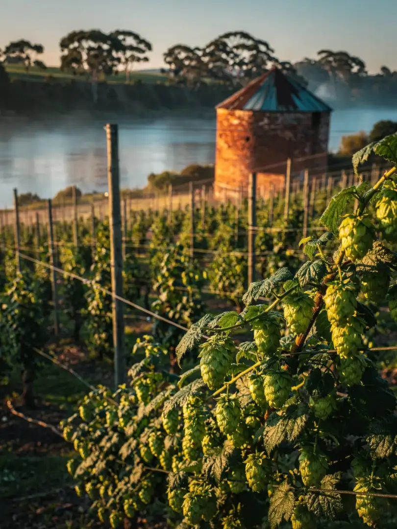 Hopfen in der Region Tasmanien