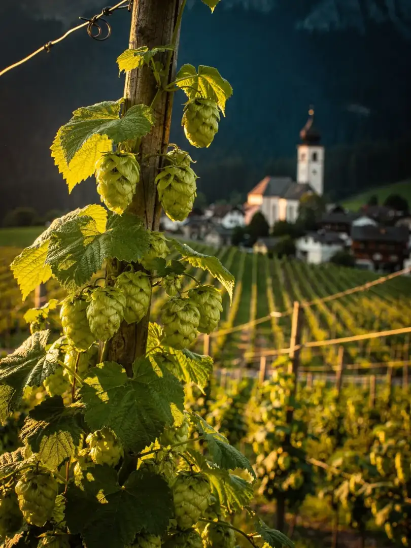 Hops in the region Tyrol & Vorarlberg