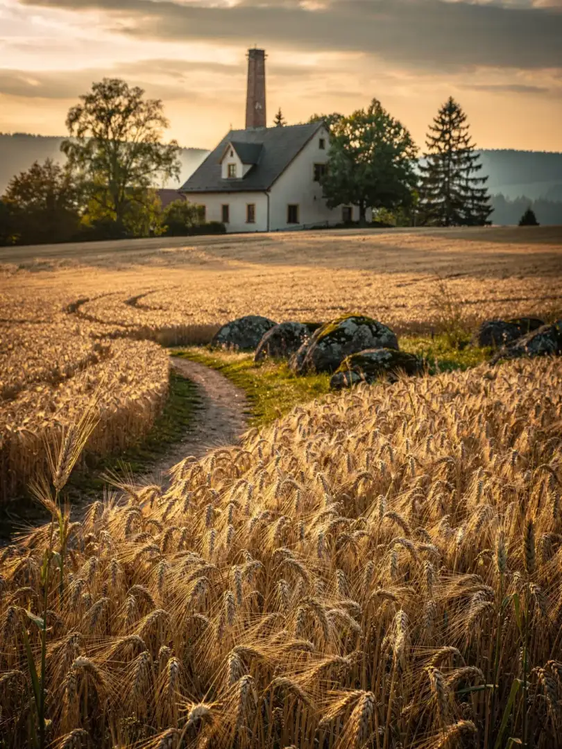 Malz & Getreide in der Region Waldviertel