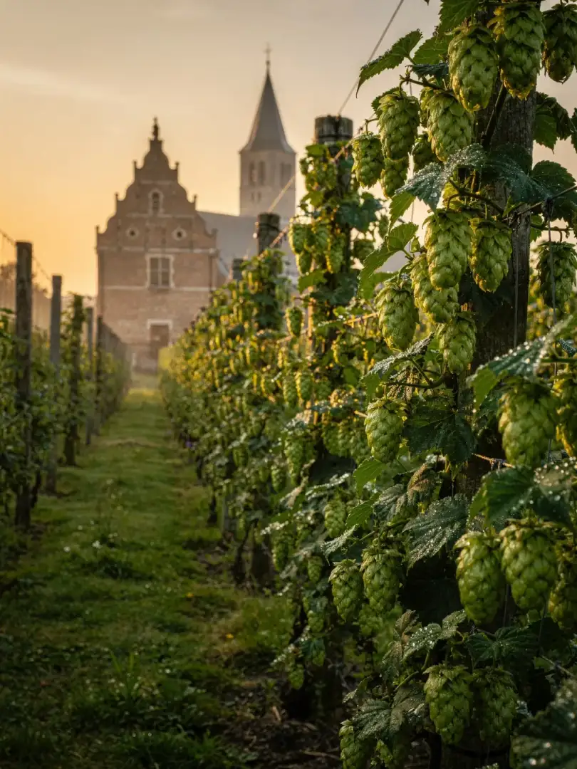 Hopfen in der Region Westhoek & Poperinge
