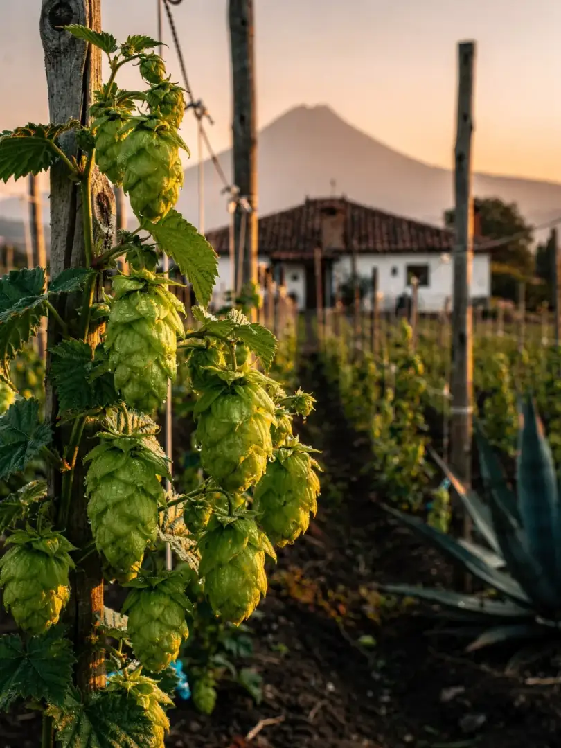 Hopfen in der Region Mexiko-Stadt & Toluca