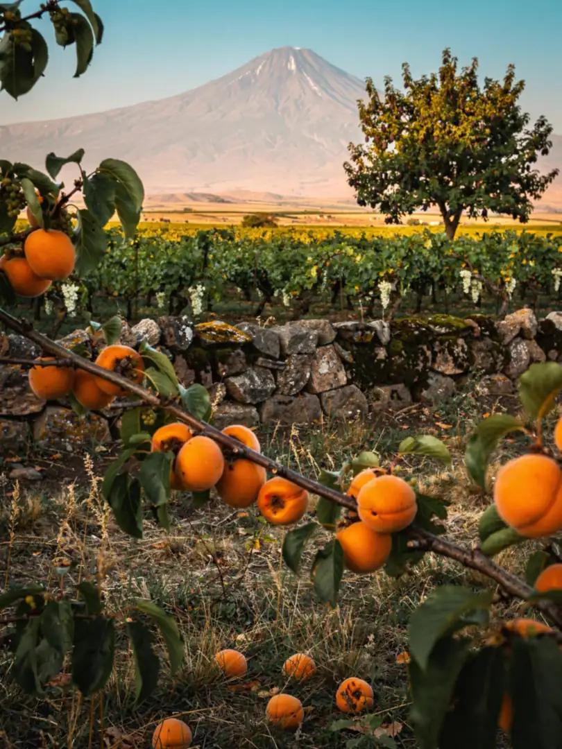Frucht & Rohstoff in der Region Armenien
