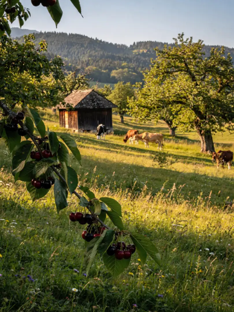 Frucht & Rohstoff in der Region Elsass, Lothringen & Fougerolles