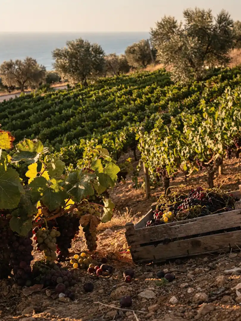 Frucht & Rohstoff in der Region Kreta
