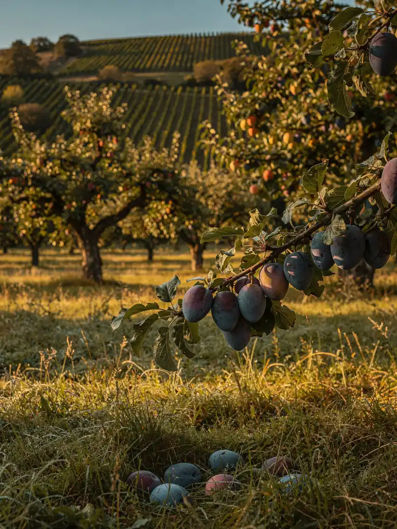 Frucht & Rohstoff in der Region Mainfranken & Spessart