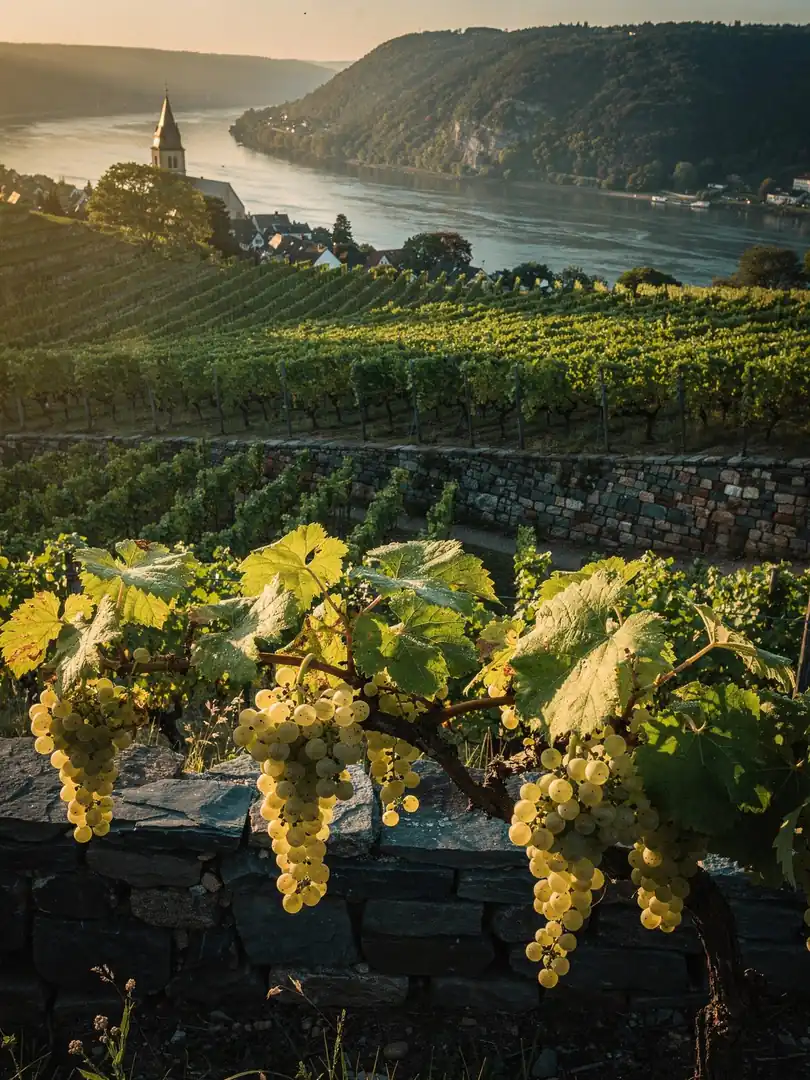 Frucht & Rohstoff in der Region Rüdesheim & Rheingau