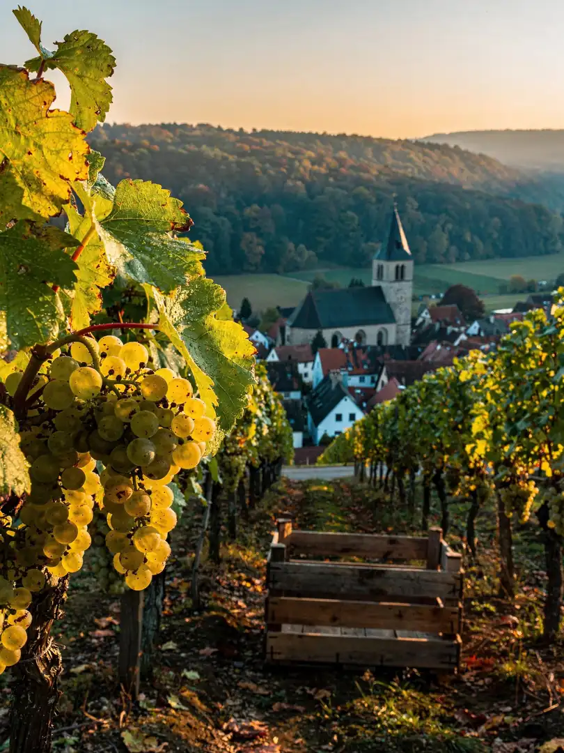 Fruit & Raw Material in the region Rheinhessen & Pfalz