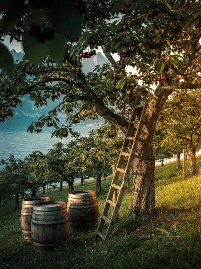 Distilling in Switzerland: home distillers and contract distillers