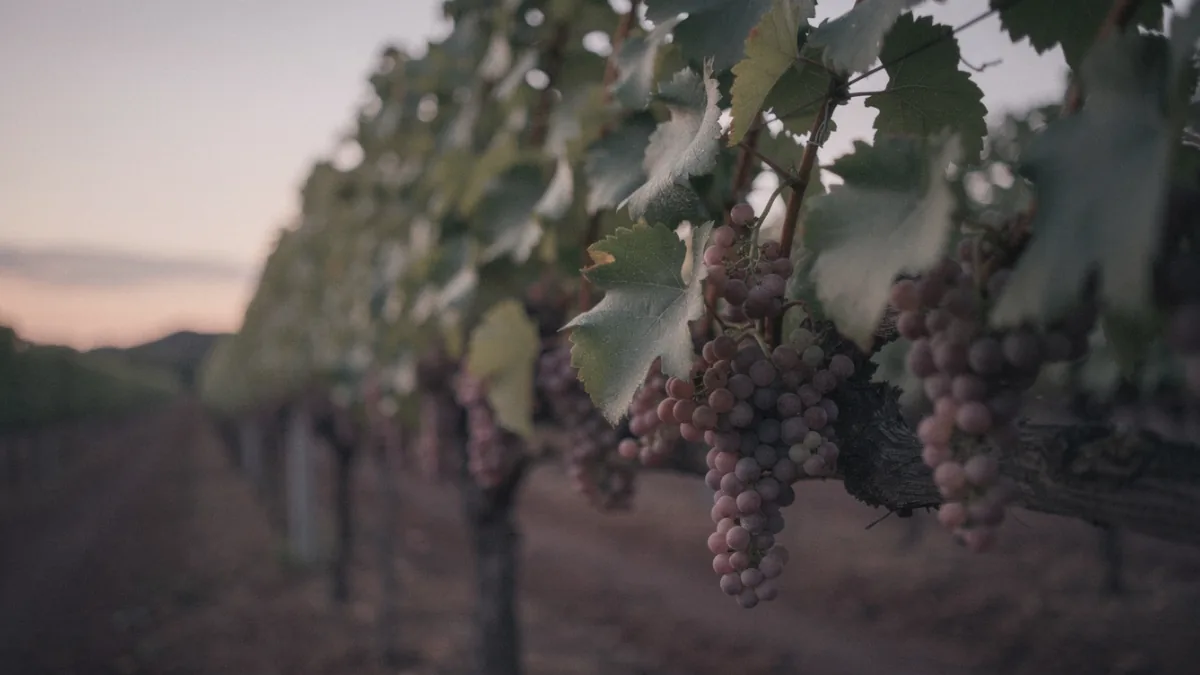 Grauburgunder, Pinot Gris, Pinot Grigio: dieselbe Traube? — Motiv zum Thema Rebsorten