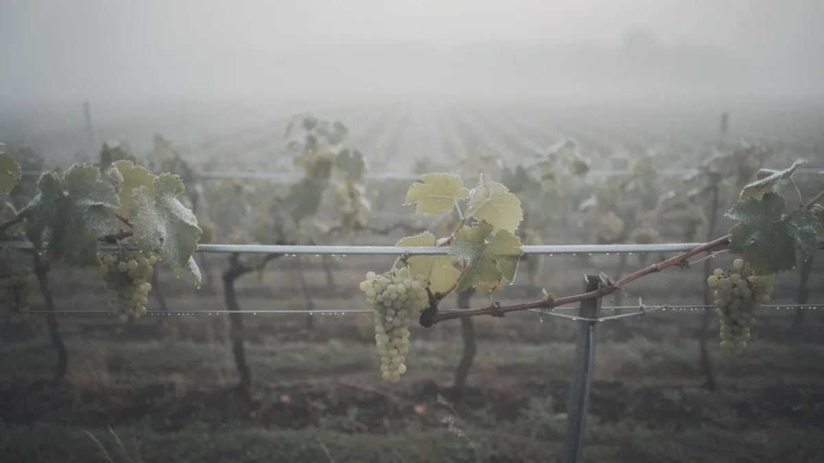 Kerner: eine weiße Rebsorte mit Riesling-Verwandtschaft — Motiv zum Thema Rebsorten