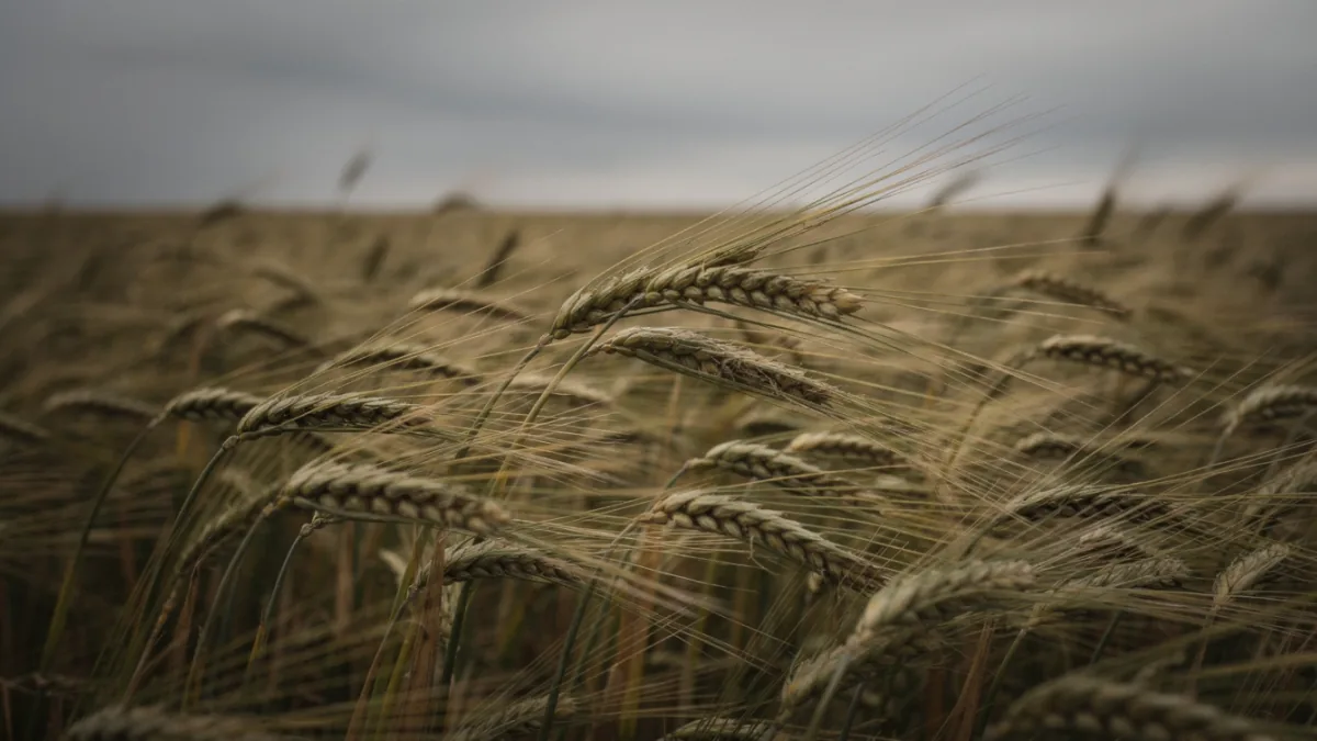 Was ist Rye Whiskey? Roggen und Herkunft richtig lesen — Motiv zum Thema Whisky