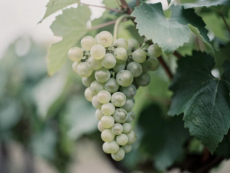Rebsorten: Silvaner zum Essen auswählen