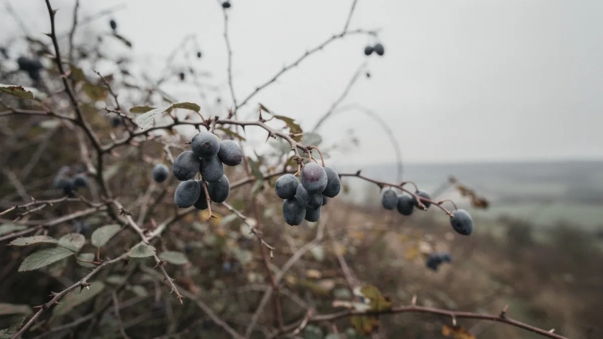 Sloe Gin: Schlehenlikör, Geschmack und Verwendung