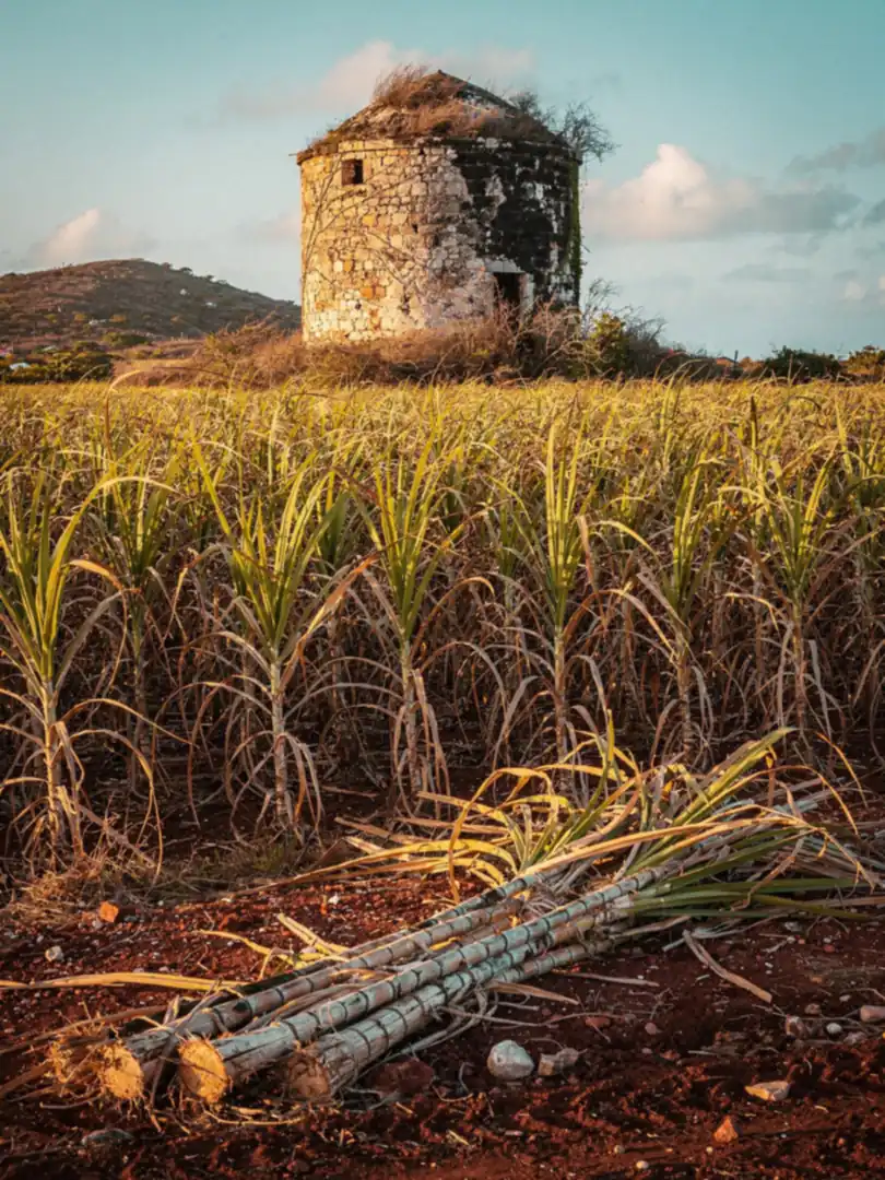 Zuckerrohr & Melasse in der Region Antigua