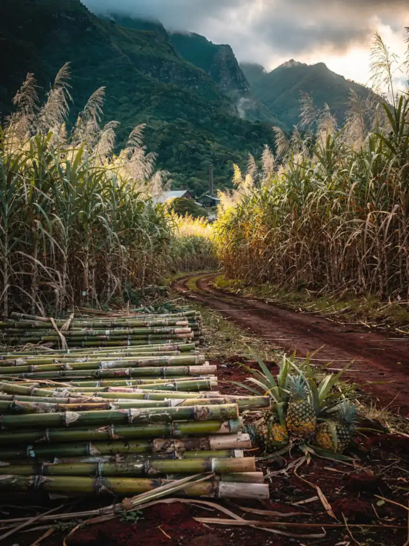 Sugarcane & Molasses in the region Mauritius: Chamarel & the South