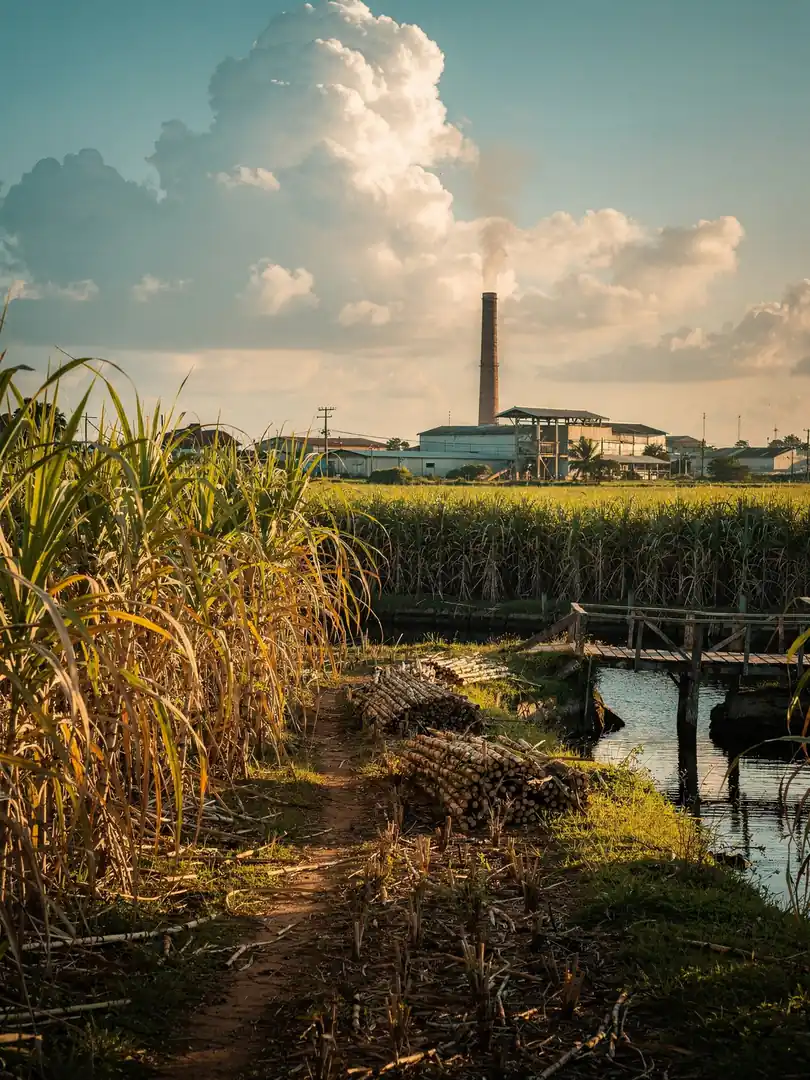 Sugarcane & Molasses in the region Demerara: Diamond & El Dorado
