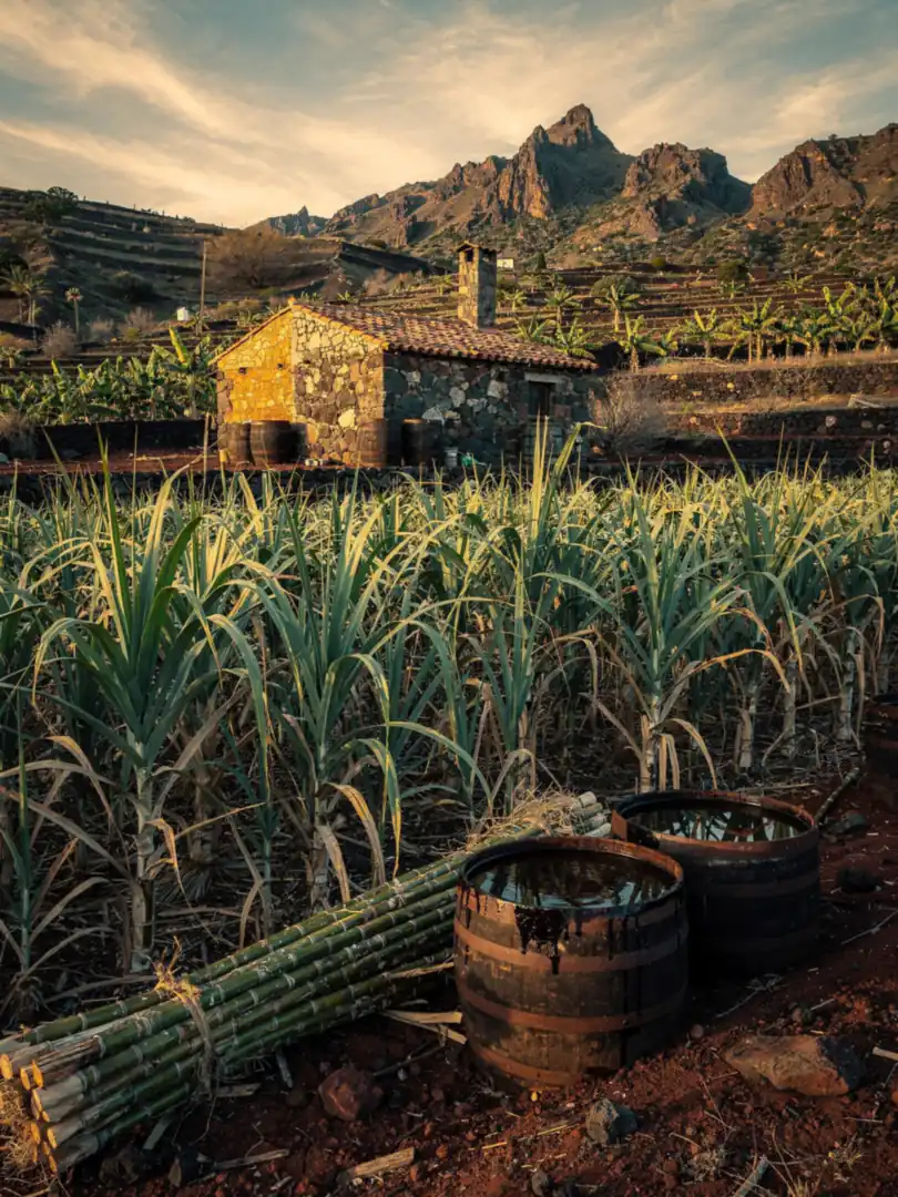 Zuckerrohr & Melasse in der Region Gran Canaria & die Kanaren