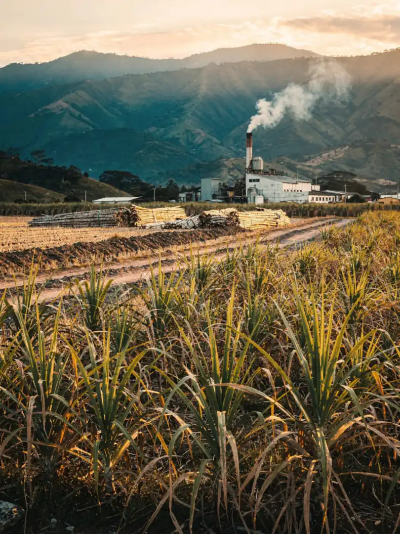 Sugarcane & Molasses in the region Colombia: Cartagena & Caldas