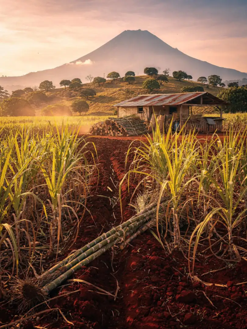 Sugarcane & Molasses in the region Michoacán: Charanda