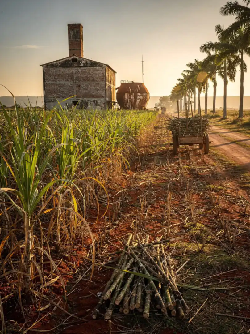 Sugarcane & Molasses in the region Santo Domingo & the Southeast